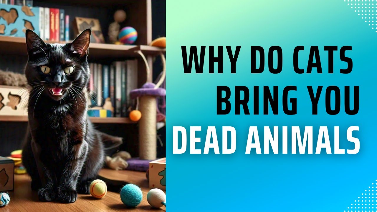 Why Do Cats Bring You Live Birds Why Do Cats Bring You Live Birds