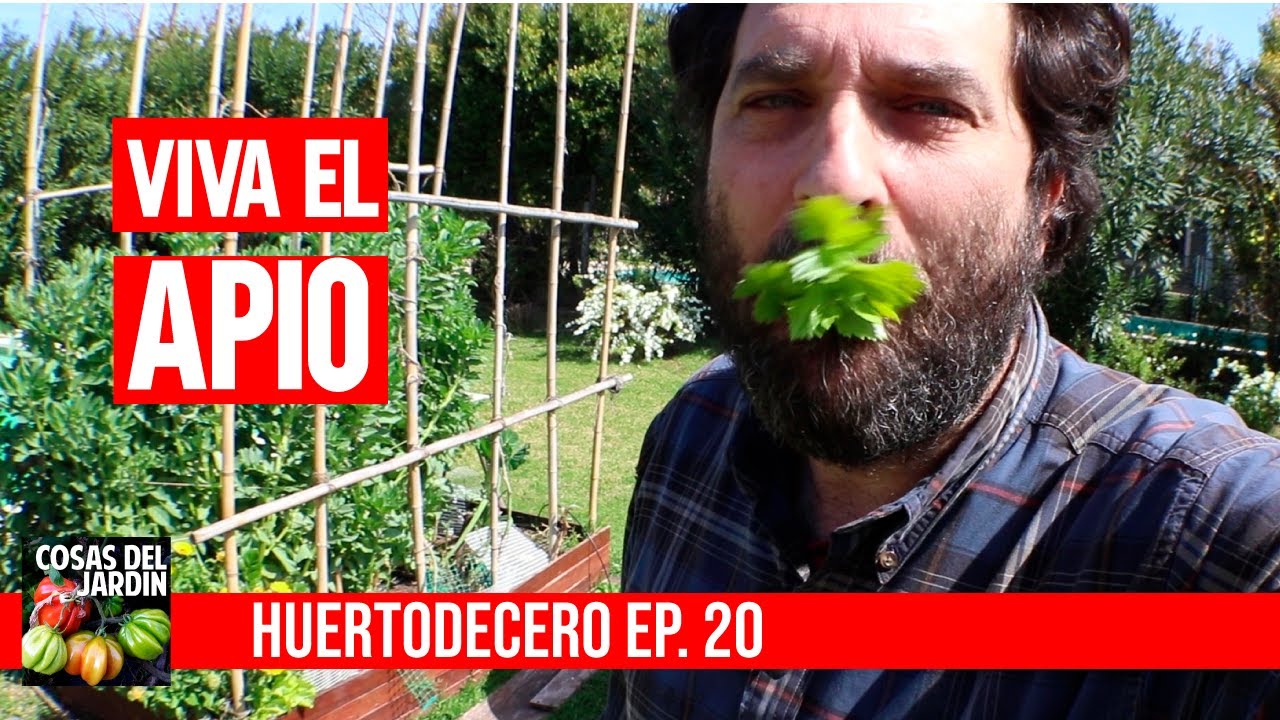 Como se cosecha el apio? #huertodecero Ep 20