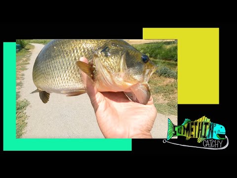BIG Bass Fishing In Denver!