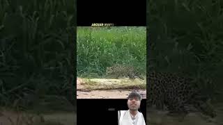 loin v/s taiger is pwar ful