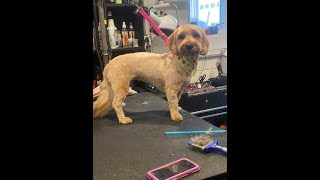 Wet Shaving a Matted Dog
