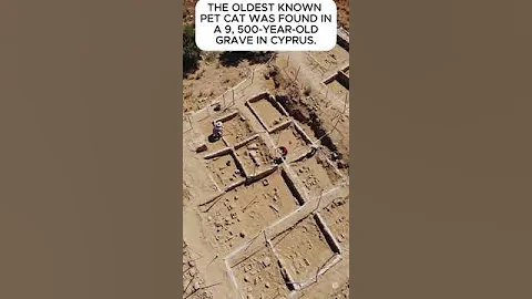 Video 8817071: cat pets love, facts pets, cat old