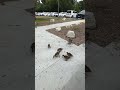 Mama Duck Brings Her 5 Babies to My Bench! 🦆 (Eldorado Park, Long Beach)