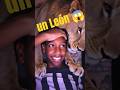 Mi Nueva Mascota 🦁🦁🦁🦁🦁🦁😅 #cat #afrohouse #yosoydelos7mil #yosoydelos7mil #funny #elpersonajedelasema