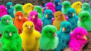 World Cute Chickens, Colorful Chickens,Rainbow Chickens with Adorable Ducks, Rabbits, Cute Animals 🐔