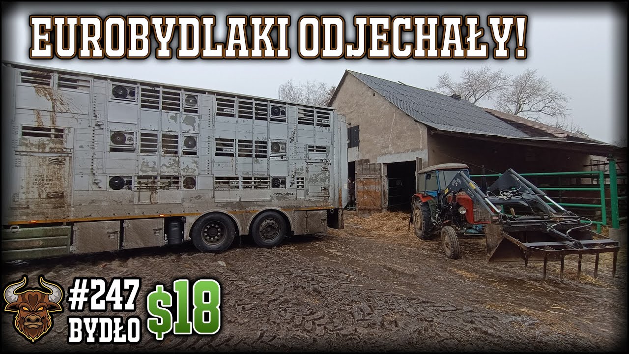 #247 Bydło opasowe - Ostatnie EuroBydlaki i pierwszy HaeF sprzedane!