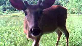 Buck smelling Camera June 16, 2012