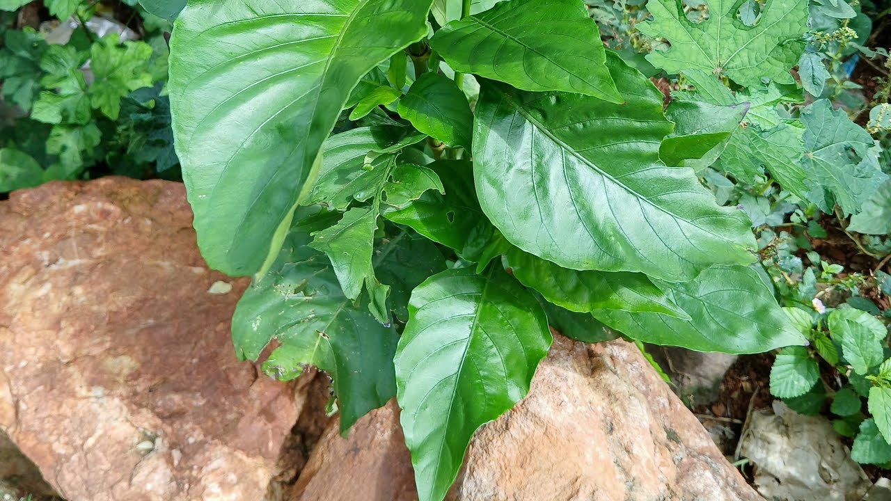 ఆయుర్వేదంలో ఒక ఔషధమొక్క అన్నిభాగాలు ఈ వ్యాధులకు ఉపయోగపడుతాయి || Justicia adhatoda medicinal uses...