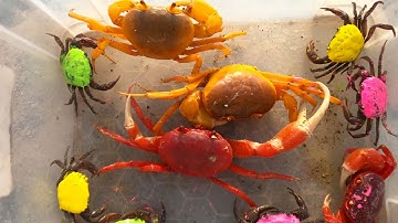 Thảo Cady đi giải cứu các bạn con vật dưới đống đá, con cua đỏ, cua vàng, máy xúc, máy ủi.