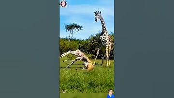 hưu cao cổ mẹ hết lòng bảo vệ con để thoát khỏi sư tử cái kết thật bất ngờ #thegioidongvat #shorts