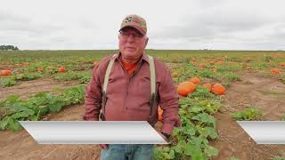 Assiter Pumpkin Ranch