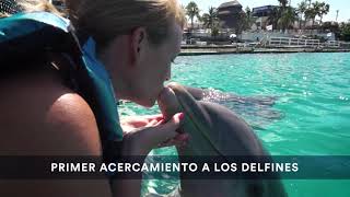 Encounter Program by Dolphin Discovery