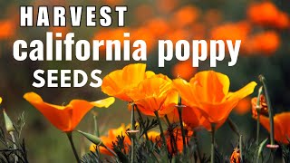 How to Collect the Seeds of California Poppy | Seed Propagation | Eschscholzia Californica