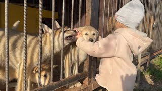 Кормим волчат цыплятами 🐥