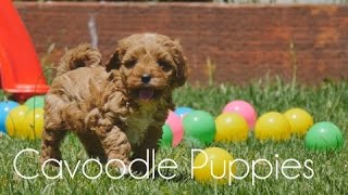 Cavoodle Puppies Playing With Each Other
