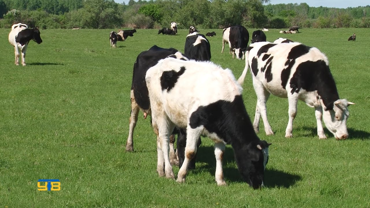 Подённый выпас скота в деревне Осеевой - YouTube