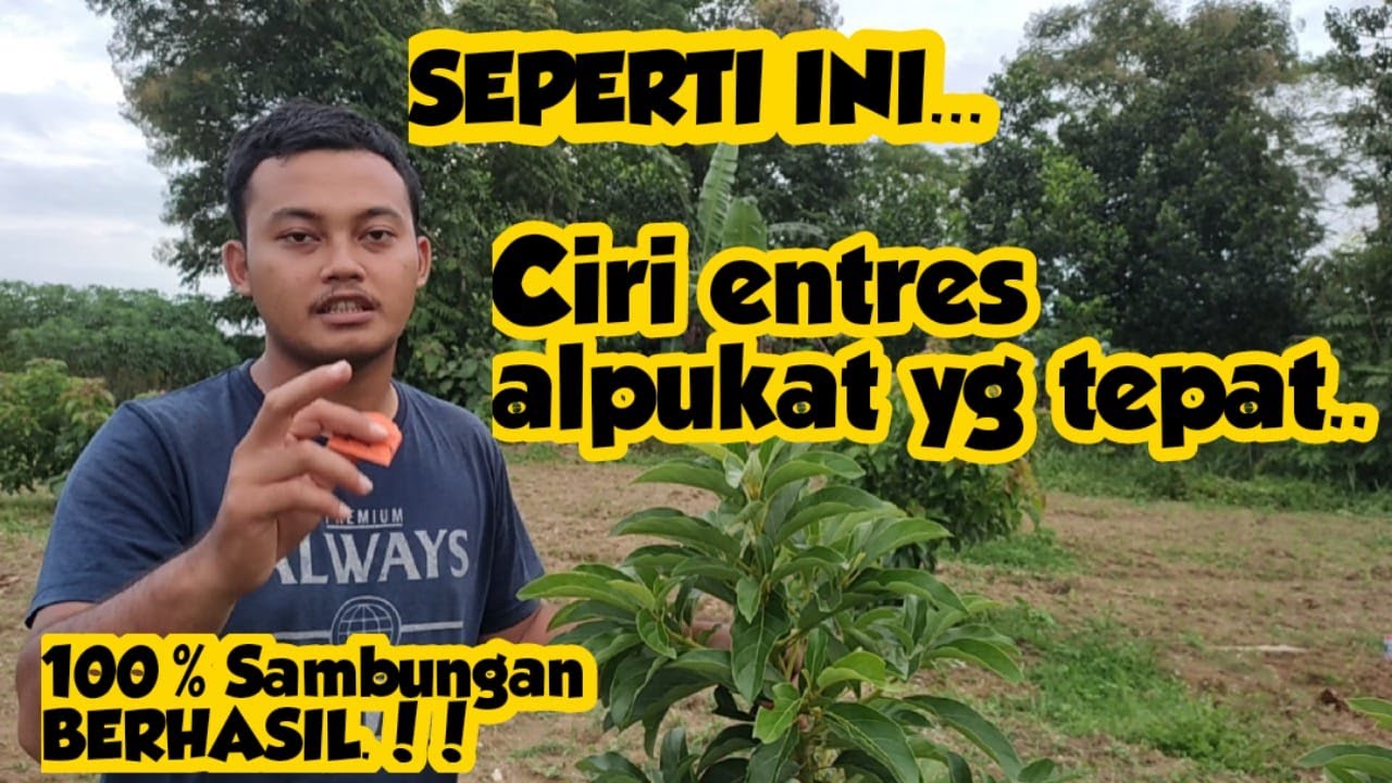 Cara memilih entres alpukat yang bagus.. 100% sambungan berhasil.!!