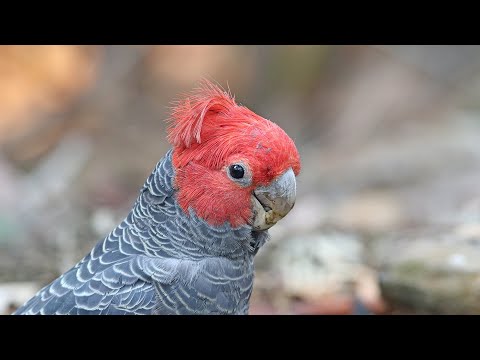 Videó: Cockatoo-sziget: Másképp Néz Ki Sydney újévi Tűzijátékja - Matador Hálózat