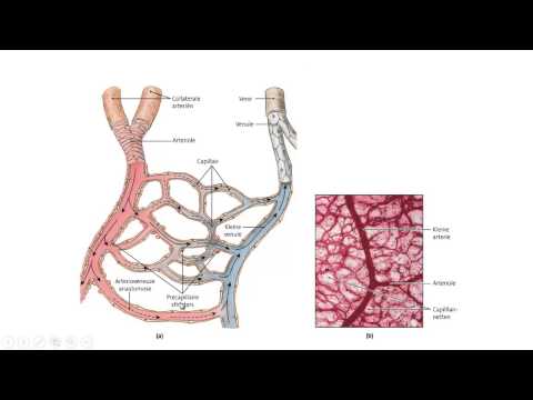 Video: Superieure Anatomie, Functie En Diagram Van De Rectale Ader - Lichaamskaarten