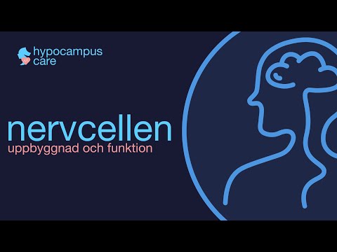 Nervcellen - Anatomi och funktion