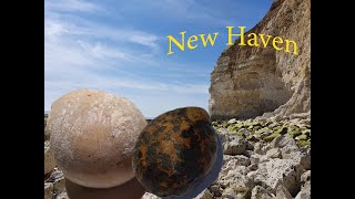 Echinoid Hunting at Newhaven