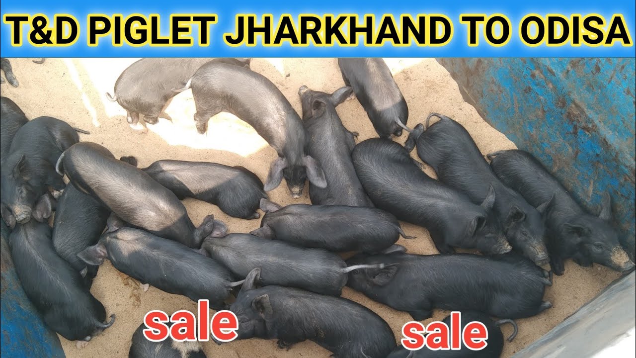 T&D PIGLET JHARKHAND TO ODISA SALE