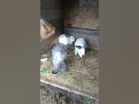 Милі кролики - YouTube