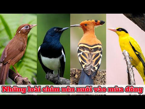 Video: Loài chim nào có mỏ to nhất? Bốn hàng đầu