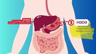 Həzm Sistemi Haqqında Nə Bilirik?