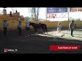 C15P2 EL CAMINO AL FUTURITY VIP - Jesús &quot;Kíkiras&quot; Castañeda estrena sus potrancas.