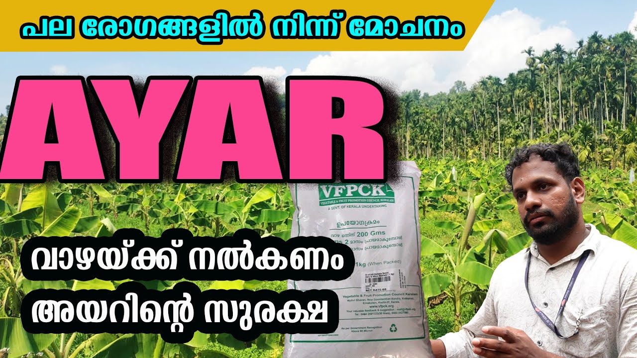 വാഴയ്ക്ക് അയർ നൽകേണ്ടതെപ്പോൾ, എന്തിന്?