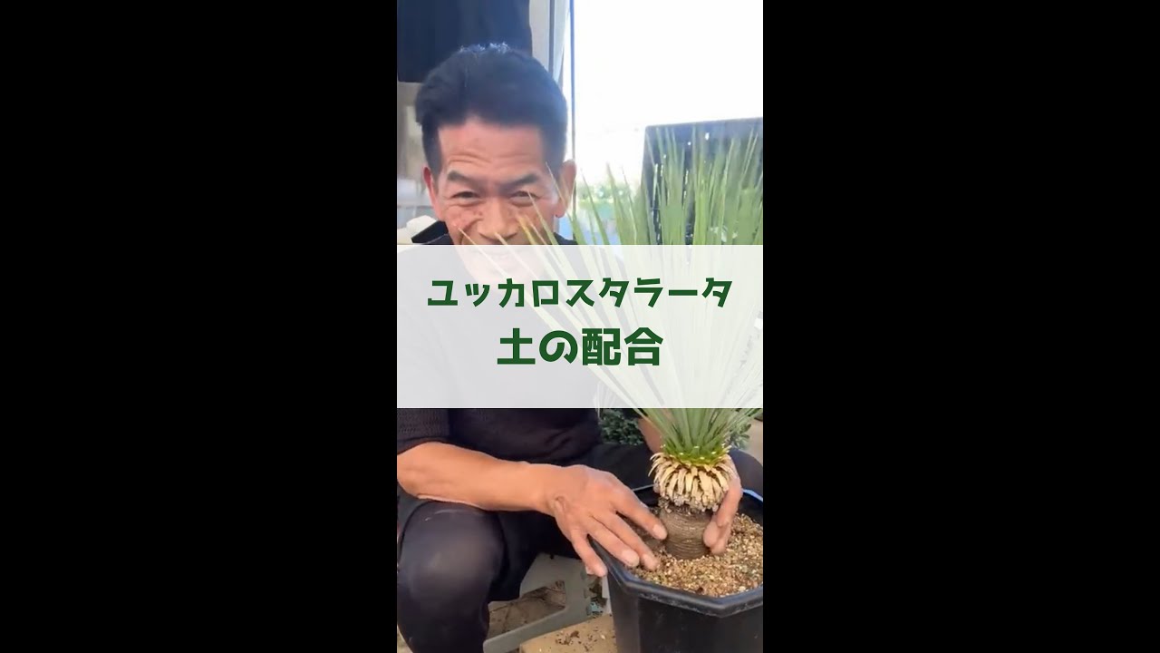 Yucca rostalata soil composition - YouTube