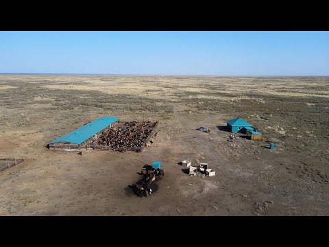 видео: Бауыржан шаруа қожалығы | Деректі фильм | Ақсуат – 2022