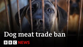 South Korea passes law banning dog meat trade | BBC News