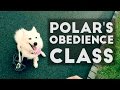 Dog Obedience Class in Singapore Dog Obedience Class in Singapore