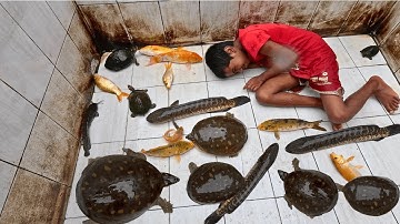 Snakehead Fish Tank Aquarium Cleaning with Girl 4K Ultra HD Relaxation