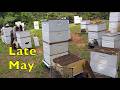 More May Beekeeping Odds & Ends