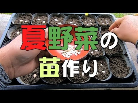 自然農 夏野菜の育苗 ポット苗作り Natural Farming Grow Summer Vegetable Seedlings Make Pot Seedlings Youtube