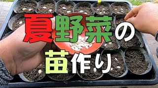 【自然農】夏野菜の育苗（ポット苗作り）[Natural farming] Grow summer vegetable seedlings(Make pot seedlings)