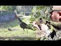 5 GOBBLERS IN 15 MINUTES - Part 2