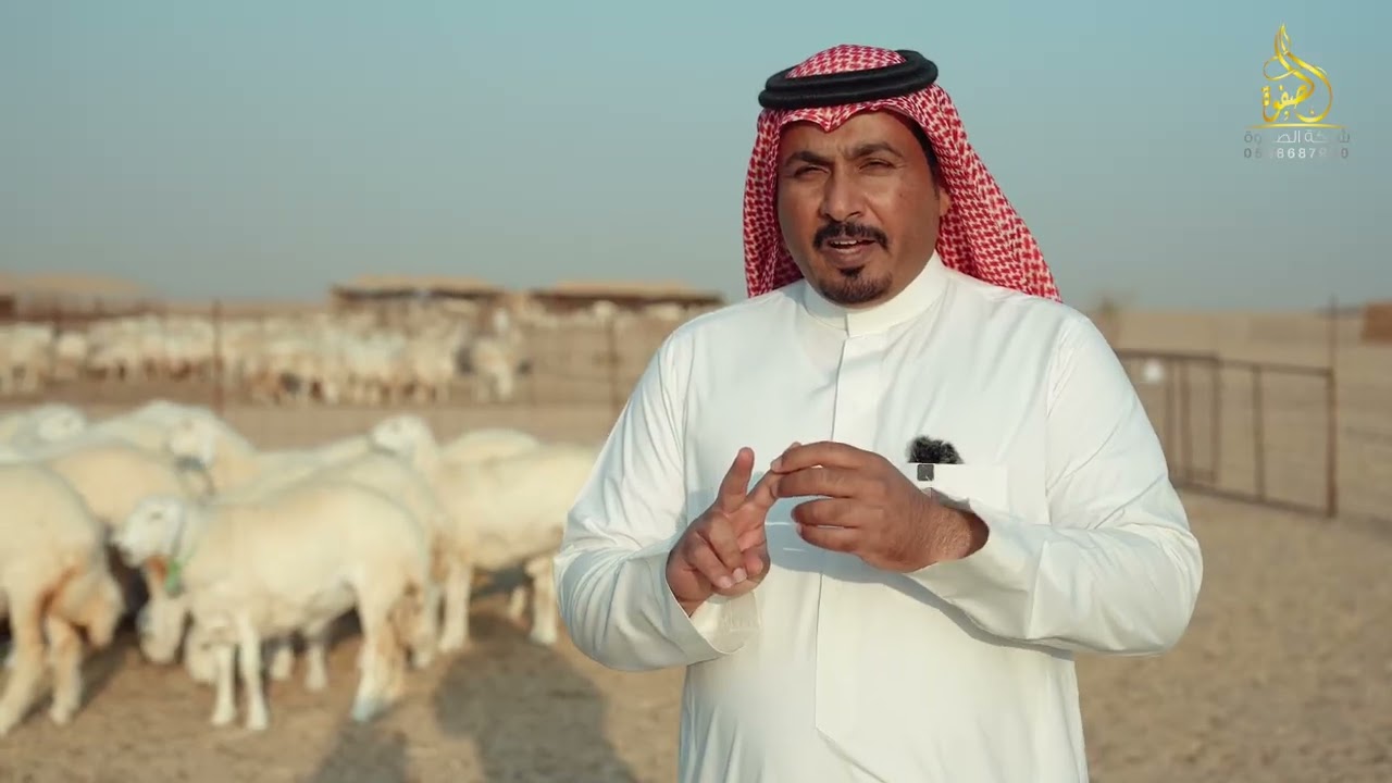 تربية الاغنام في السعودية ( الحلقة ٢)