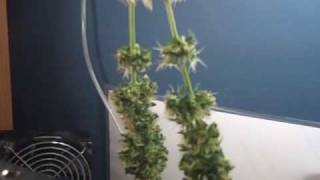 First Grow Week 15 (Harvest)