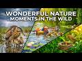 Wildlife Nature Live