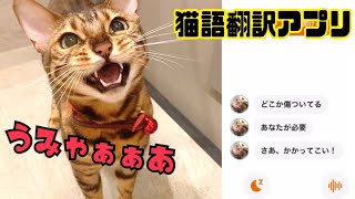 猫語翻訳アプリvs私のアテレコ意外と合ってる…