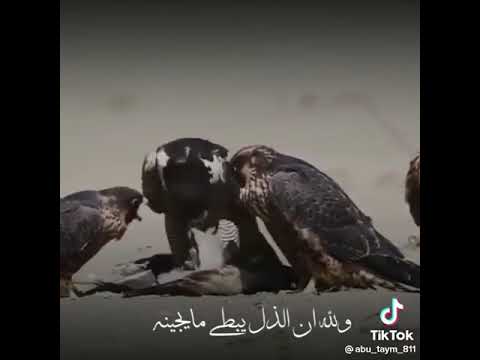 ارحب يا طير شلوى 