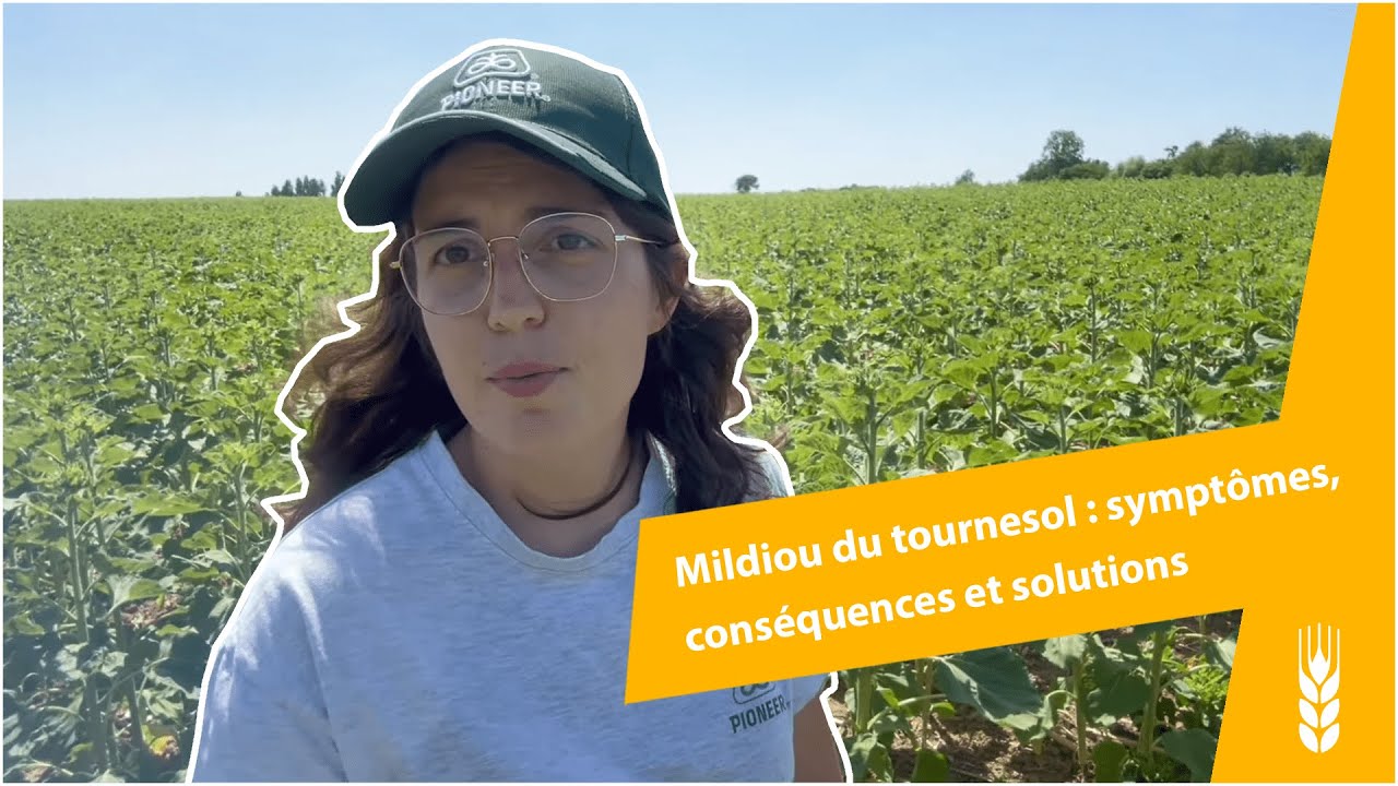 Mildiou du tournesol : Cindy vous explique les symptômes, les conséquences, les solutions
