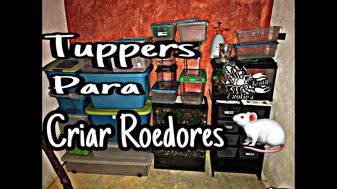  Tupper para criar rata