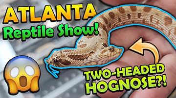 Attending the Southeast Reptile Expo in Atlanta!