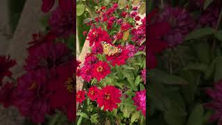 Famous 🏰 Magical Palace in Spain 🇪🇸 #alhambra #spain #granada Net Worth