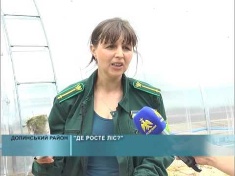 Де росте ліс?